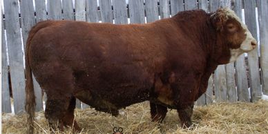 A large brown bull standing on straw near a wooden fence.