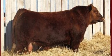 A brown bull standing on hay near a wooden fence.