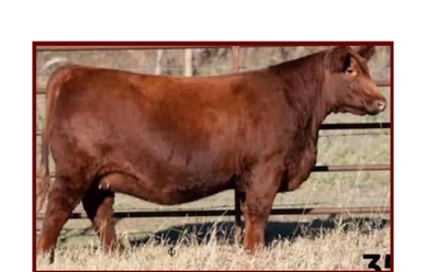 A brown cow standing in a fenced grassy area.