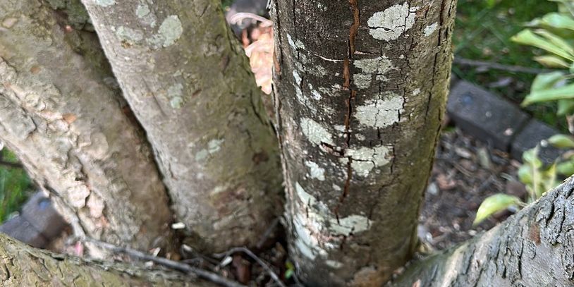 The dogwood tree with multiple stems has peeling and discolored bark, possibly because of a disease.