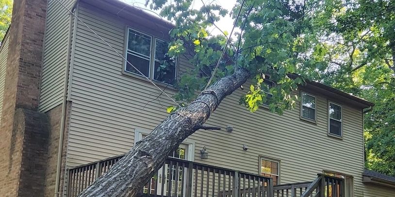 A large red oak tree toppled onto the roof, expert arborist utilized ropes to remove it safely 