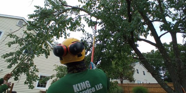 King tree services Arborist trimming pruning a maple tree