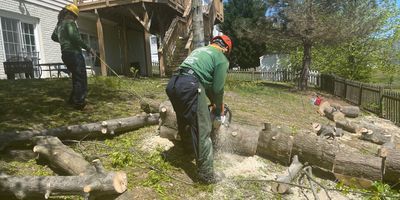 An individual skilled in the upkeep of trees is shown wearing safety equipment and operating a tool.