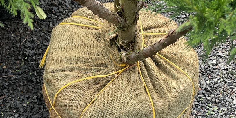 A cypress tree wrapped in brown burlap is depicted in the image.