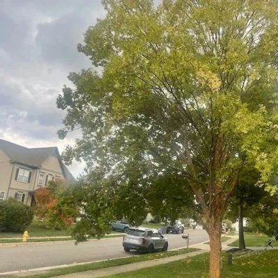 In Bristow, Virginia, there's a beautiful Chinese Elm tree that's worth seeing.