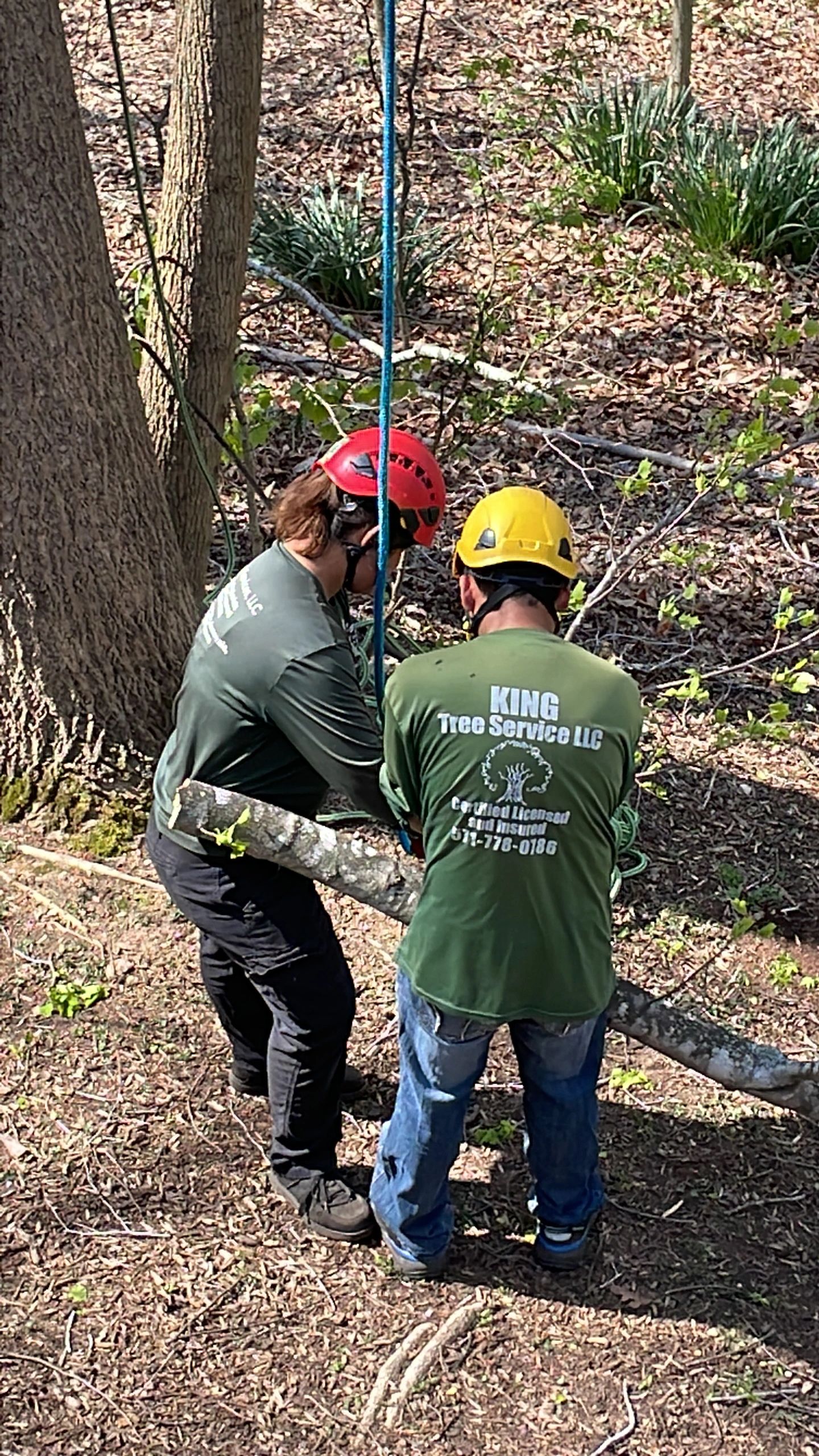 to the home page of King Tree Services LLC.