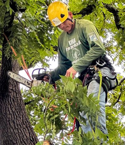 King Tree Service arborist is trimming a Walnut Tree in Fairfax, VA, to uncover a beautiful view.