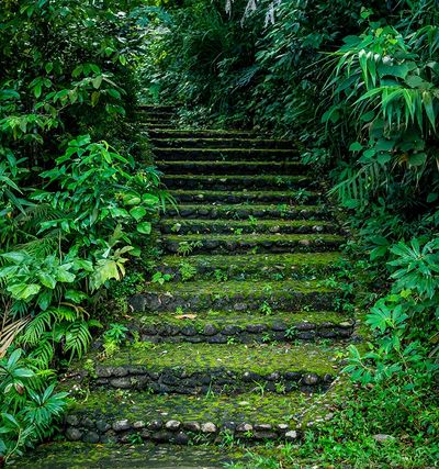 Moss covered stairs ascending a bamboo forest passage.