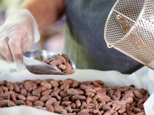 Cacao beans being measured into a scoop ready for processing into chocolate