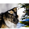 Barks