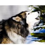 Barks