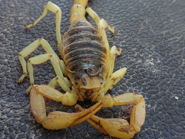 Desert Hairy Scorpion 