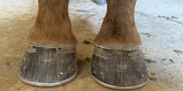 Close-up of a horse's hooves with metal horseshoes in a stable.
