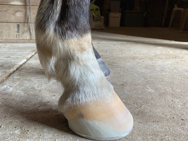 Close-up of a horse's lower leg and hoof in a stable.