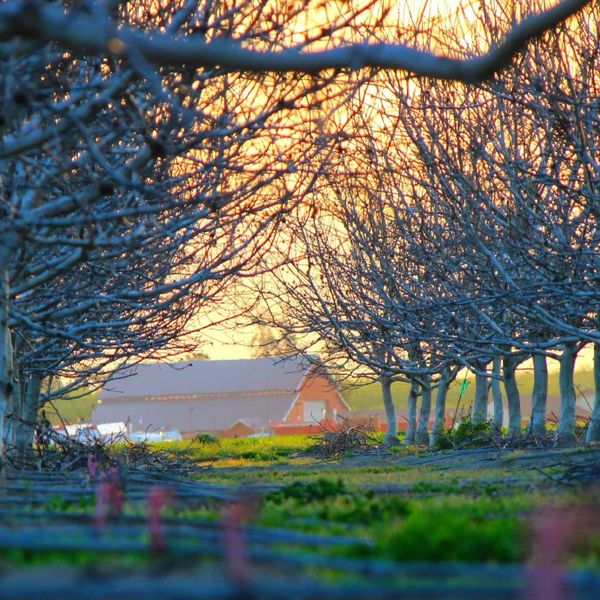 A serene orchard with leafless trees at sunset and a barn in the background.