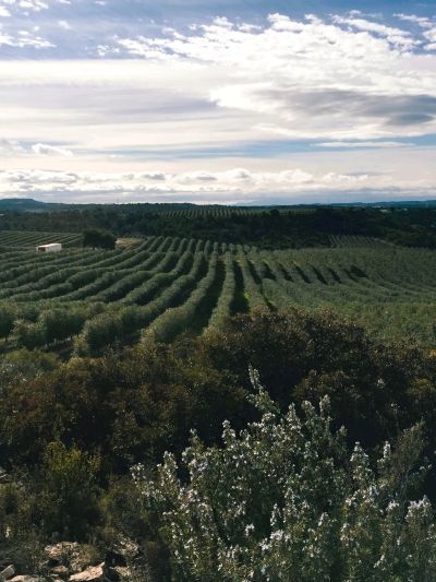 Expansive green fields with neatly lined crops under a cloudy sky.