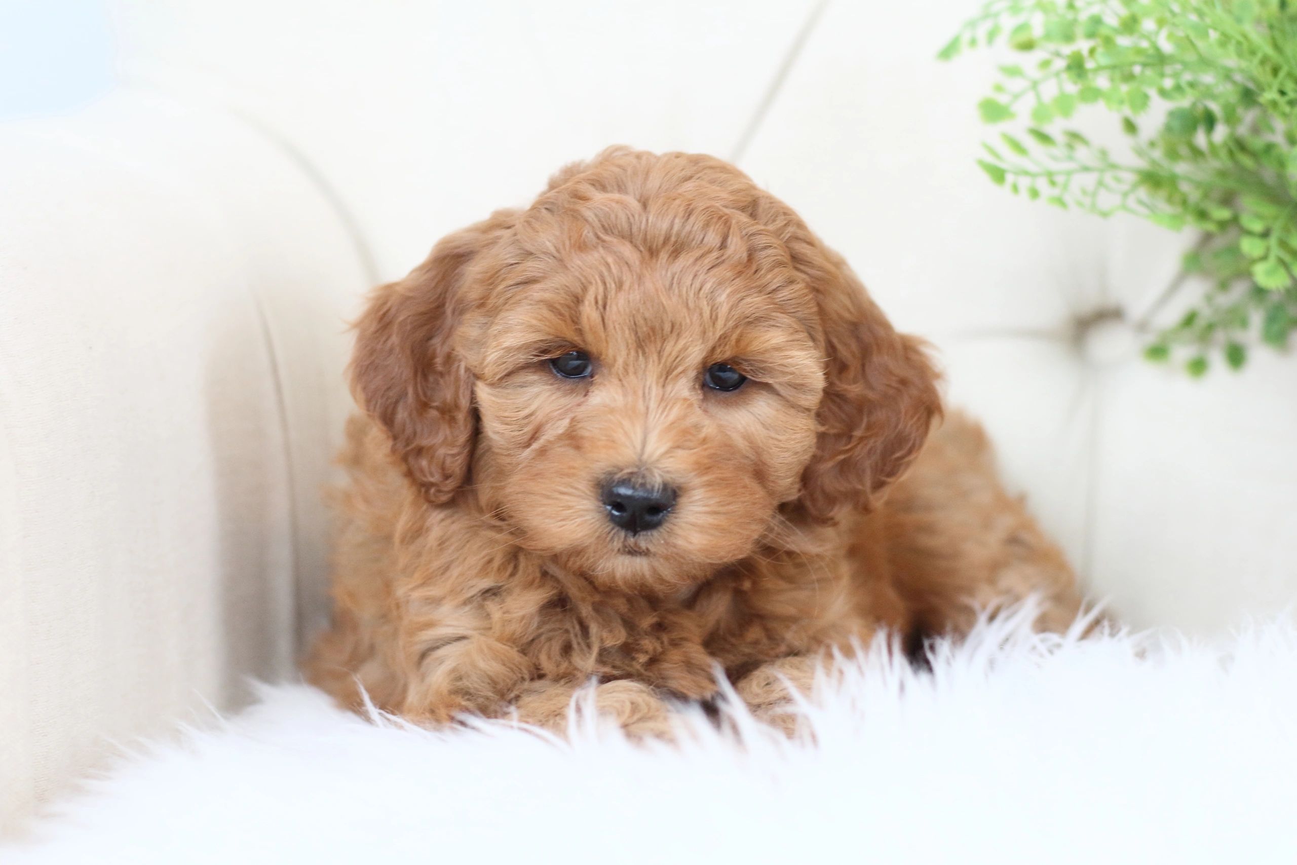 baby goldendoodle