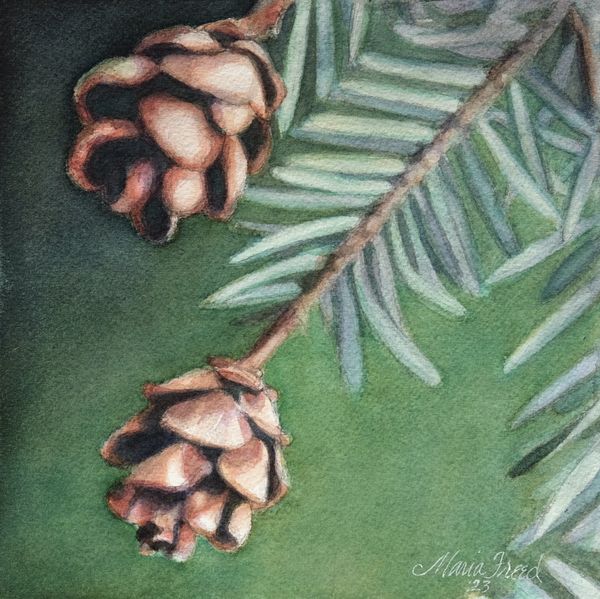 “Eastern Hemlock” watercolor by Maria Freed
