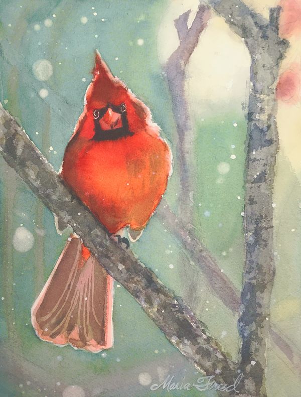 Mr. Cardinal watercolor by Maria Freed