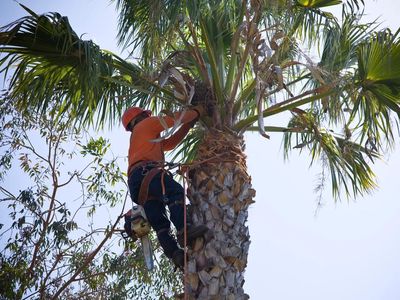 Tree Service in Palm Bay Fl