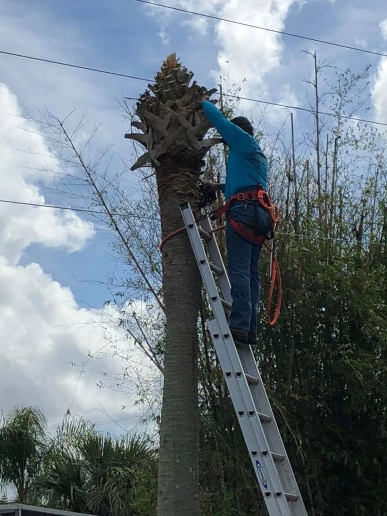 Tree Removal in Sebastian Fl