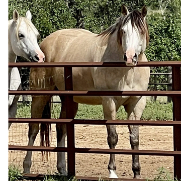 Two horses behind a metal fence in a green field.