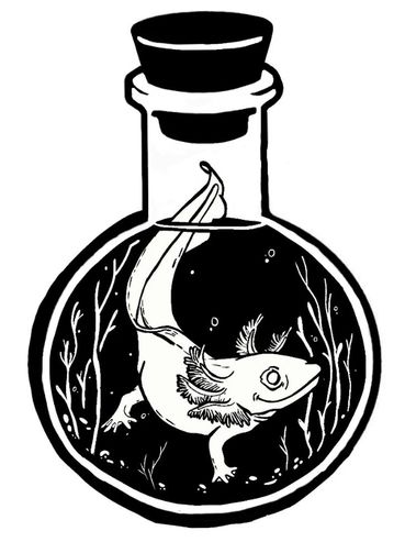 Rebecca Miller Illustration - Black and white hand-drawn illustration of an axolotl in a jar. Cute!