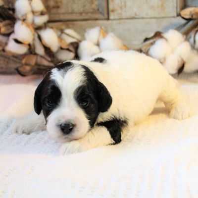 Southern Cove Labradoodles Australian Labradoodle puppy