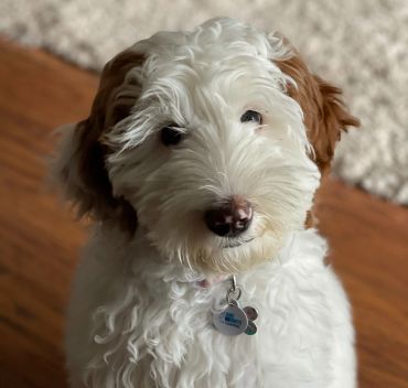 Adorable fluffy white and brown puppy with a curious expression.