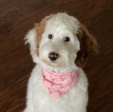 Fluffy white and brown dog wearing a pink heart-patterned bandana.