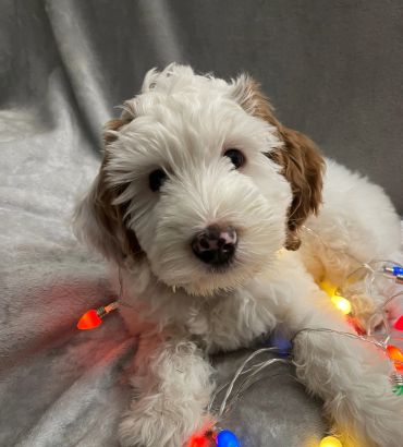 Fluffy white and brown puppy surrounded by colorful string lights on a gray blanket.