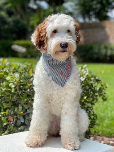 Fluffy white dog with brown ears wearing a personalized bandana outdoors.