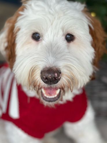 Close-up of a happy dog wearing a red sweater.