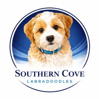 Southern Cove Labradoodles