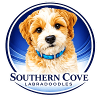 Southern Cove Labradoodles
