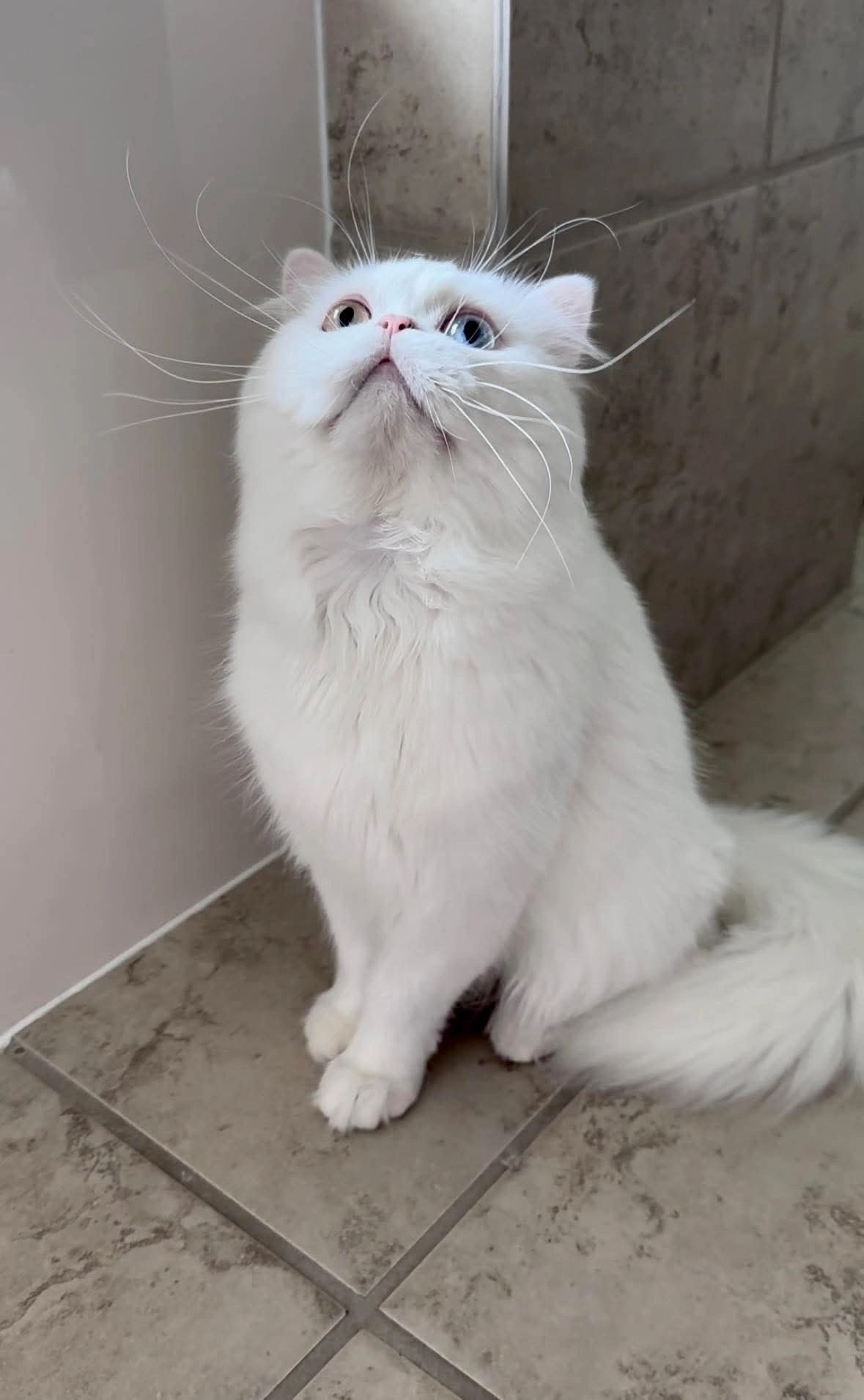 Bianca