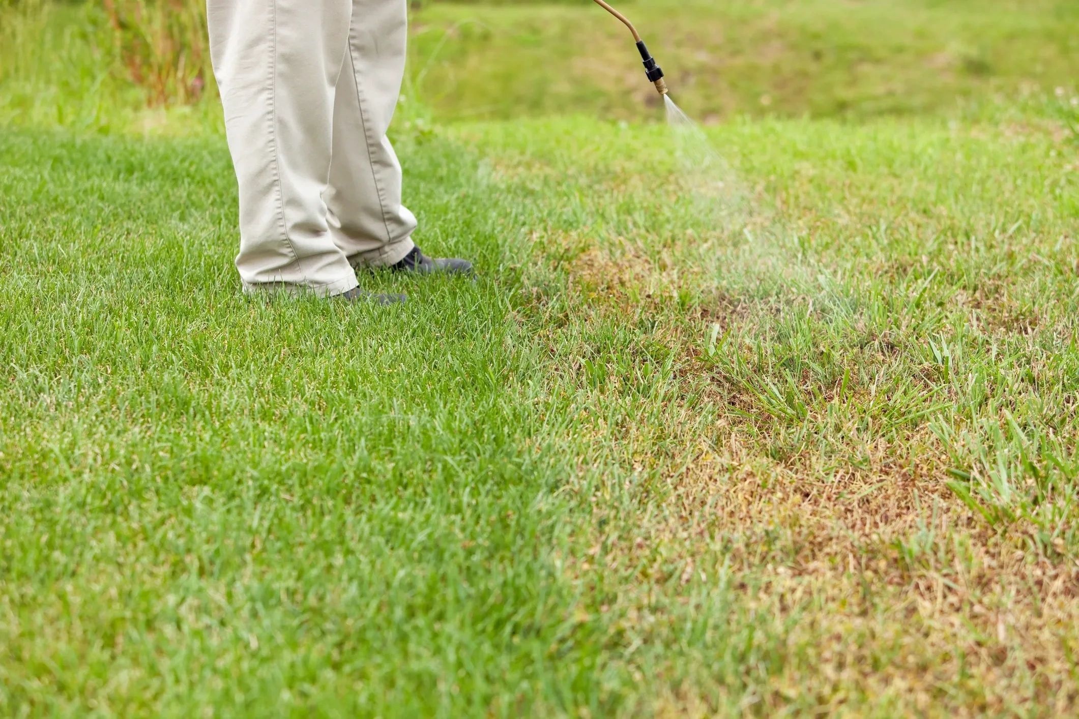 Vieira’s Lawncare is fully licensed to spray weed control lawn killer.
