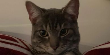 boarding pet cattery welcomed facility cats where