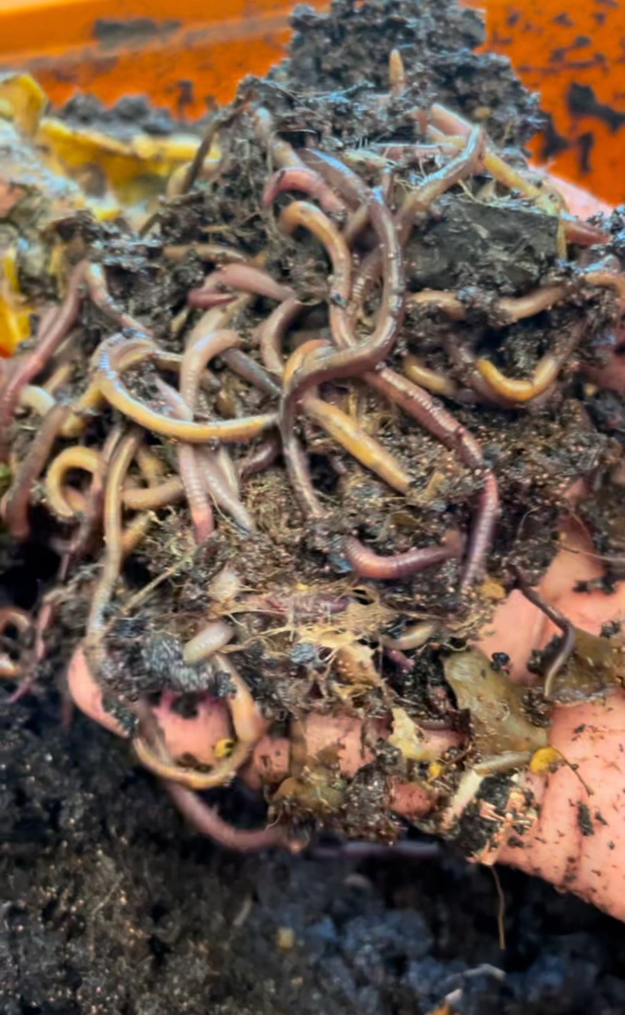 Vermiculture is gold when it comes to nutrients 