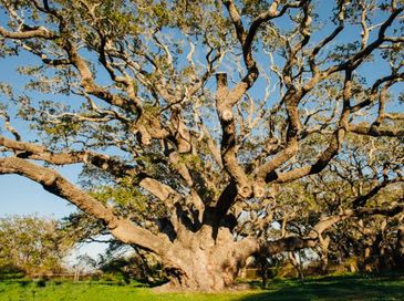 Estimated to be over a 1000 years old, the largest live oak in Texas is located in Rockport. With a 