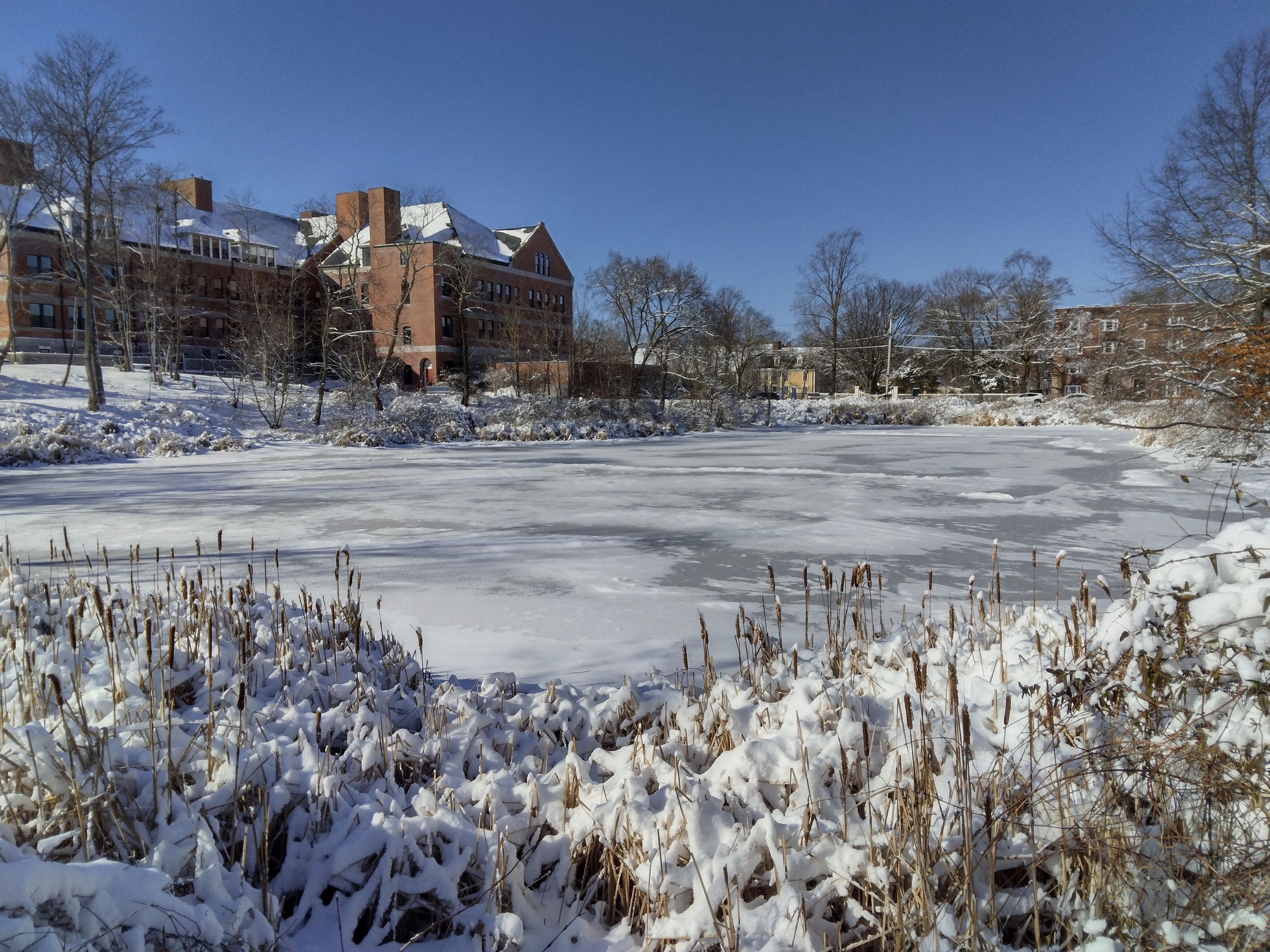 Butler's Pond Turtles in Winter