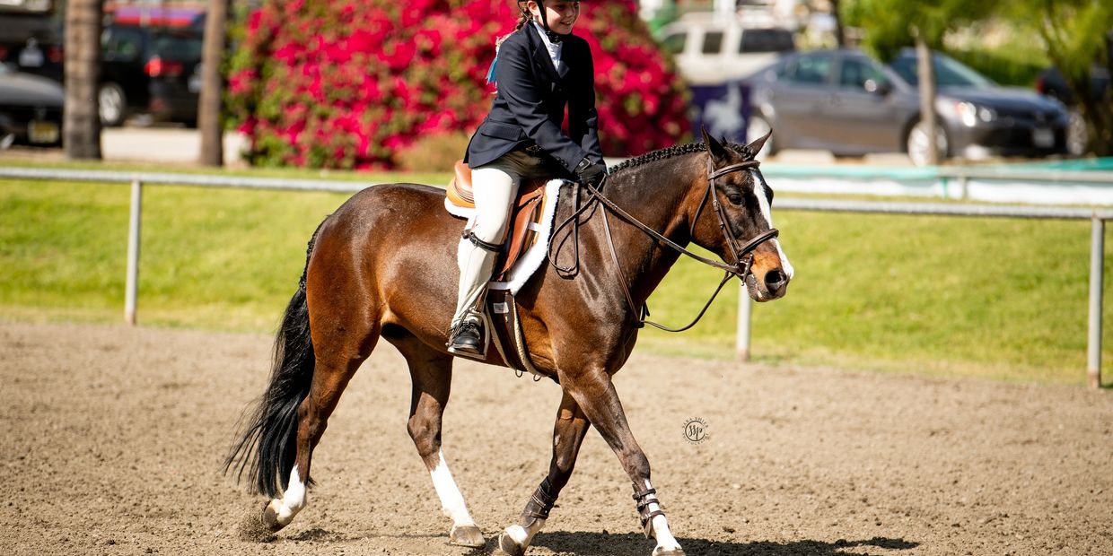 Pony at a hunter show