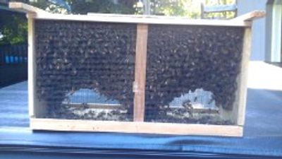 3 Lb. Italian Honey Bees for sale.