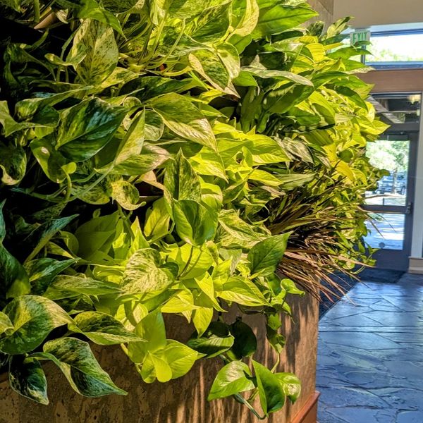 Custom Living Wall at a popular restaurant event space and golf course.