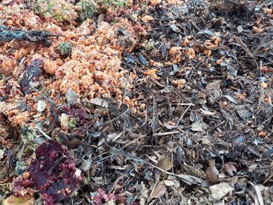 mixing greens (nitrogen) and browns (carbon) for hot composting