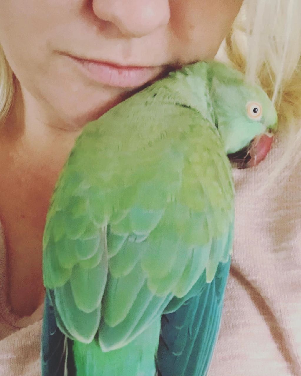 Parrot parakeet for adoption rescue birds Cheshunt hertfordshire ringneck