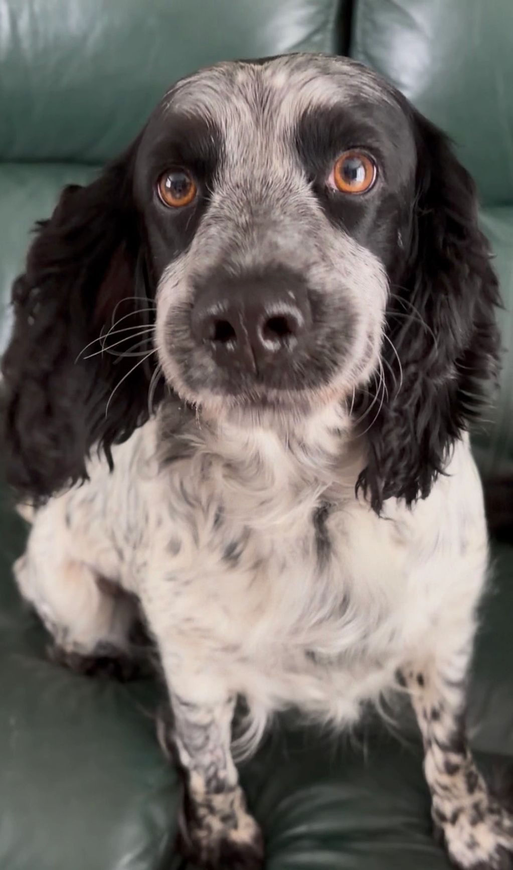 Cheshunt animal rescue 
Dog adoption 