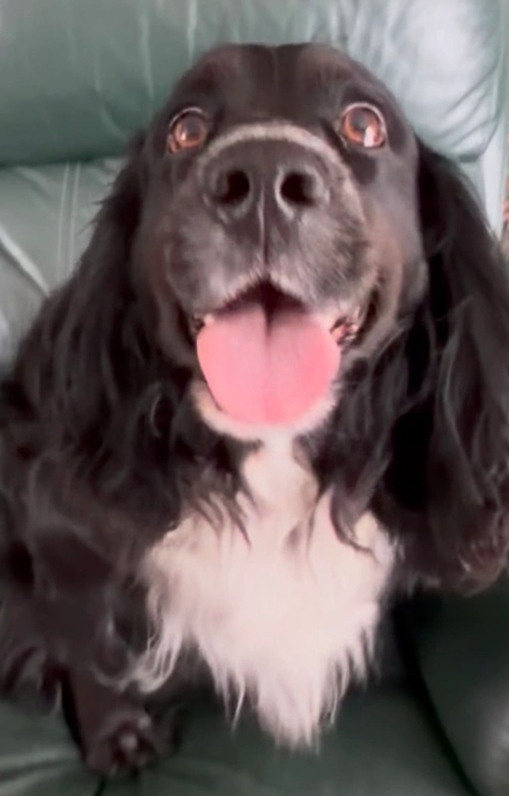 Cheshunt animal rescue 
Dog adoption 