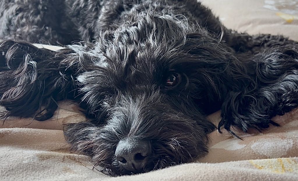 Cheshunt animal rescue 
Dogs needing homes
Dog adoption 