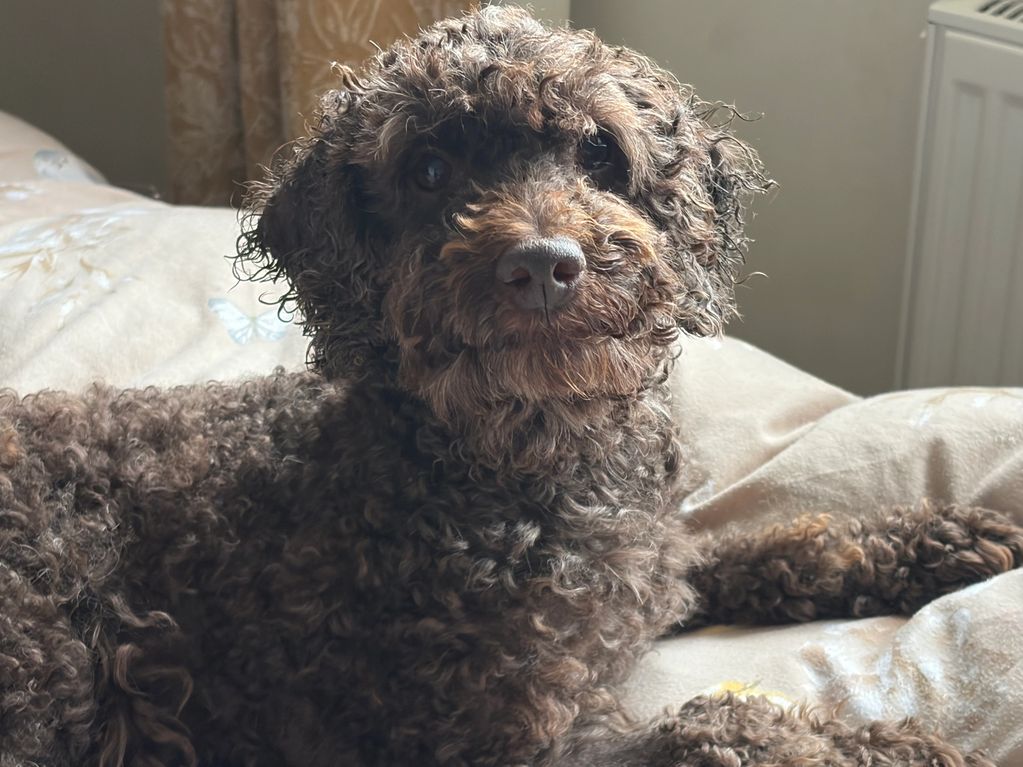 Cheshunt animal rescue 
Dog adoption